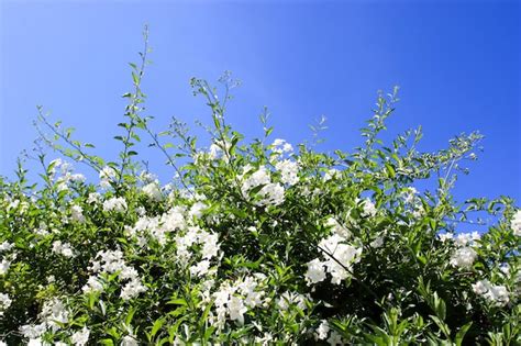 Premium Photo Potato Vine Potato Climber Jasmine Nightshade Flowering