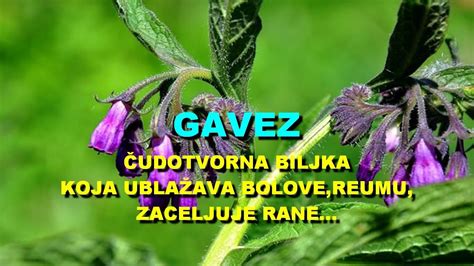 Gavez Udotvorna Biljka Koja Ubla Ava Bolove Reumu Zaceljuje Rane