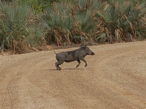 The Online Zoo Common Warthog