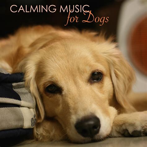 ‎Calming Music for Dogs - Relaxing Music for Dogs and Cats, Peaceful ...