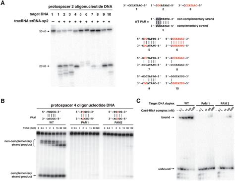 Figure 4 From Programmable Dual Rna Guided Dna Endonuclease In Adaptive Bacterial Immunity