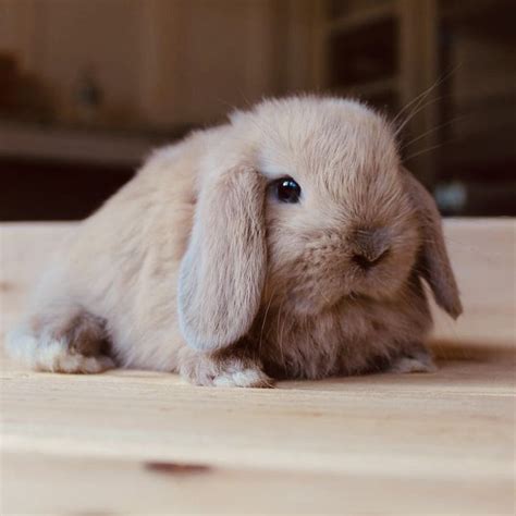 Pin By Patty Senior On Bunbun S Board Cutest Bunny Ever Cute Baby