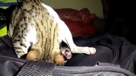 Cat Giving Birth To Kittens Youtube