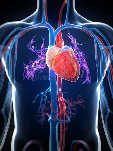 Human Heart Stock Illustrations – 187,138 Human Heart Stock ...