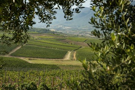 Pinnvinet friskt fruktigt och ekologiskt vitt vin från Cantina