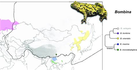 Distribution Map And Simplified Phylogenetic Relationships Among Ep