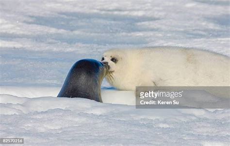 Keren Su Harp Seal Photos And Premium High Res Pictures Getty Images