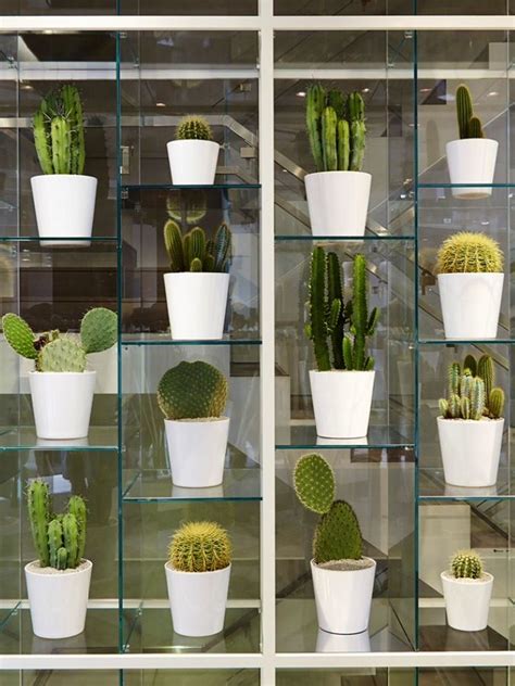 Cactus Cactus Display Nicole Novembrino Farhi London Small Cactus