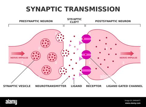 Synaptic Transmission Neurotransmission Nerve Impulse Transition From