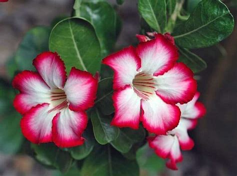 Rosa Do Deserto Saiba Como Cuidar Dessa Linda Planta