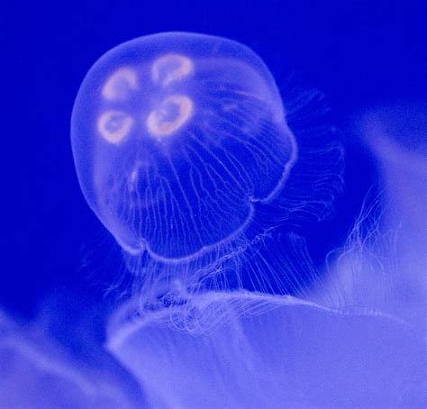 Moon Jellyfish Nathan Rupert Flickr