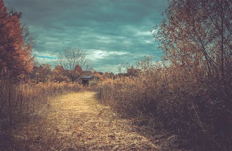 Cloudy Sky over Brown Trees · Free Stock Photo