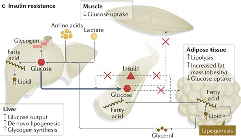 Insulin Resistance Metabolic Cybernetics