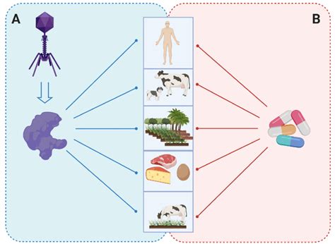 Bacteriophage Endolysins As An Antibacterial Agent A Phage Derived