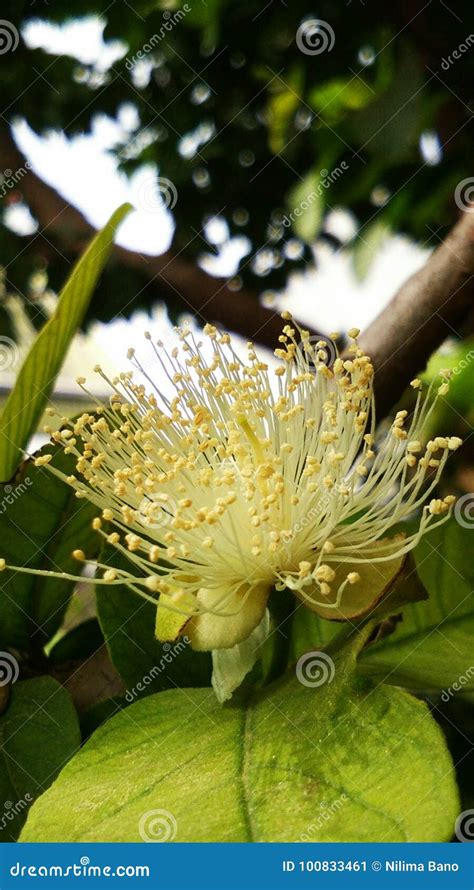 Guava flower stock image. Image of leaves, isolated - 100833461