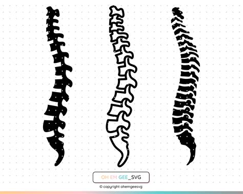 Spine Svg Spinal Cord Png Skeleton Clipart Bones Dxf Etsy Denmark