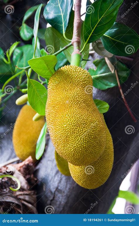 Giant jackfruit stock image. Image of macro, exotic, garden - 18194261