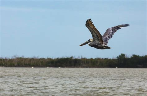 The New Flamingo Lodge Immerses Visitors in the Beauty of Everglades ...