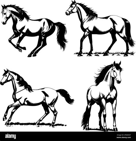 Vector Image Of Horses Vintage Horse Illustration Stock Vector Image