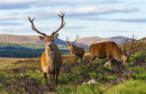 Caccia Al Cervo Rosso In Scozia Perthshire Montefeltro