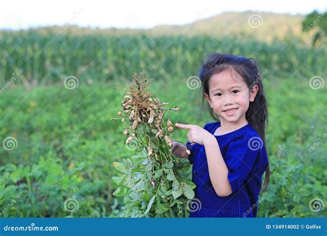 Little Farmer Harvest Peanuts On Agriculture Plantation Stock Photo
