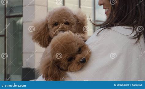 Woman With Dark Hair Holding Two Sad Miniature Poodles In Her Arms