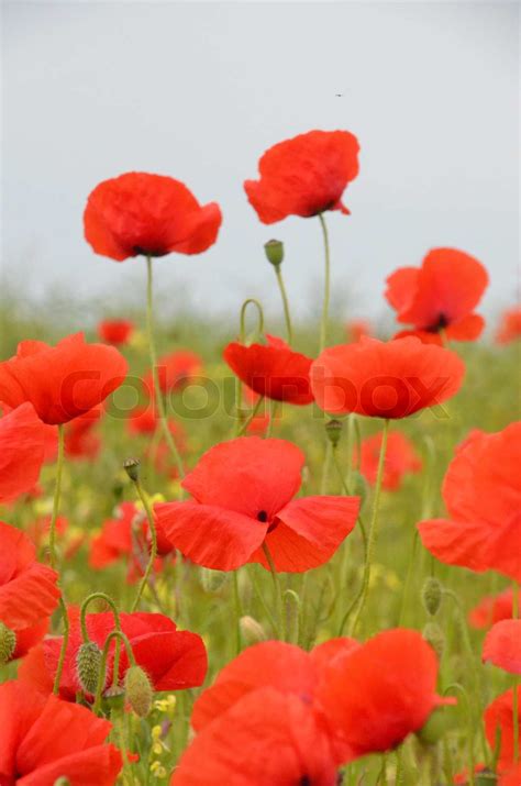 R De Valmuer P Valmuemark Med Gule Blomster Og Gr Nt Gr S Stock Foto