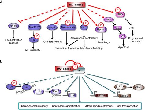 Pin Pointing A New Dap Kinase Function The Peptidyl Proly Isomerase