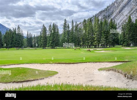 Banff Springs Golf Course Elk Hi Res Stock Photography And Images Alamy