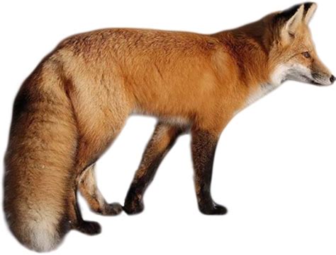 Fox Png Transparent Image Download Size 600x458px