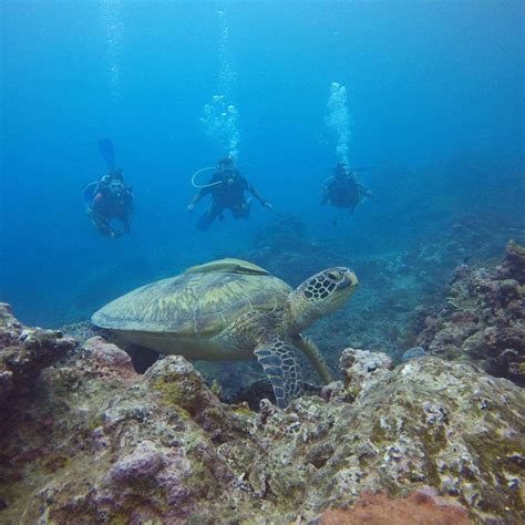 Samoa Dive And Snorkel Apia Review Tripadvisor