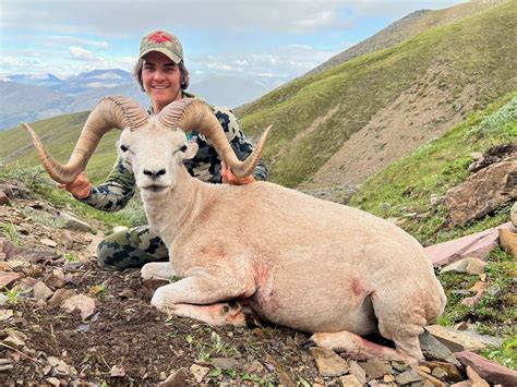 Raven S Throat Outfitters Dall Sheep Photo Gallery