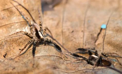 The Reproductive Cycle Of Female Wolf Spiders Understanding The Unique World Of Wolf Spider Mating