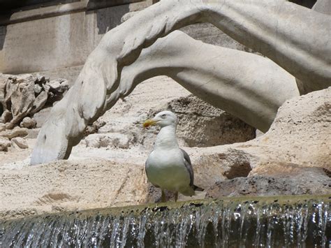 200000 Gambar Fontana Di Trevi And Roma Gratis Pixabay