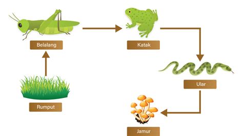 Perhatikan Gambar Rantai Makanan Berikut Be