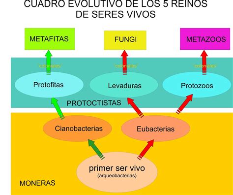 Sintético 93 Foto Lamina De Los 5 Reinos De La Biologia Lleno