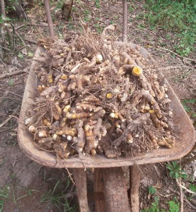 Colheita De A Afr O Da Terra Ou C Rcuma Curcuma Longa L Dona