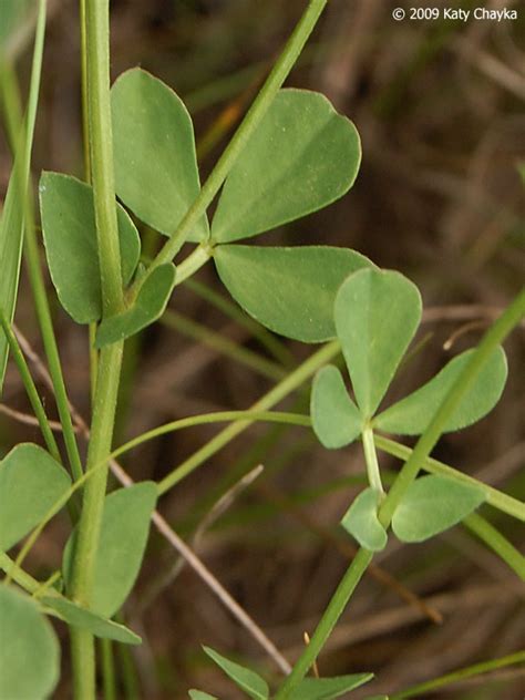 Lotus corniculatus (Birds-foot Trefoil): Minnesota Wildflowers