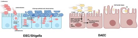 Microorganisms Free Full Text The Diversity Of Escherichia Coli