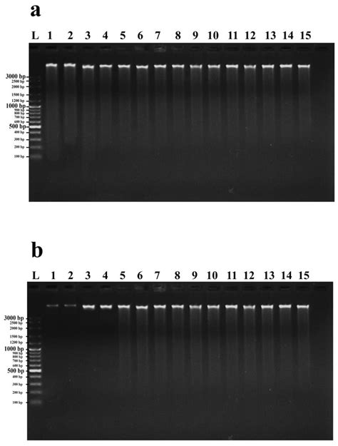 Agarose Gel Electrophoresis Visualization Of Extracted Genomic DNA Of