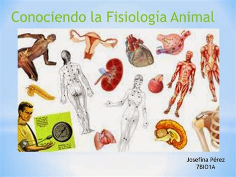 Fisiología Animal