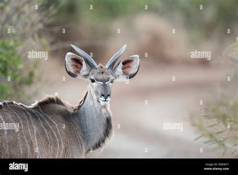 Greater Kudu Antelope Ears Hi Res Stock Photography And Images Alamy