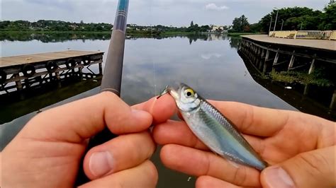 Testando Lambari Na Isca Artificial Sabiki Caseiro Para Pesca