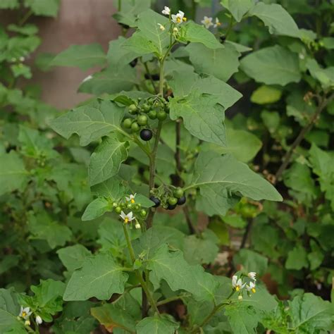Morelle Noire Solanum Nigrum