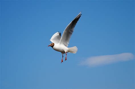 Kostenlose Foto K Ste Vogel Fl Gel Himmel Seevogel Fliege M We