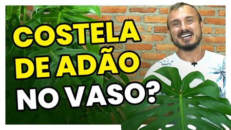 Como Plantar E Cultivar Costela De Ad O Monstera Deliciosa No Vaso