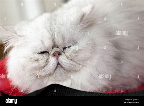 Persian Cat Colors Hi Res Stock Photography And Images Alamy