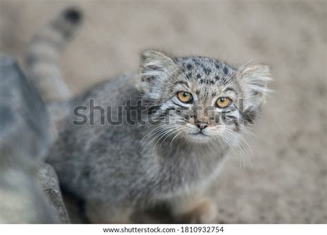 Pallass Cat Otocolobus Manul Manul Living Stock Photo 1810932754