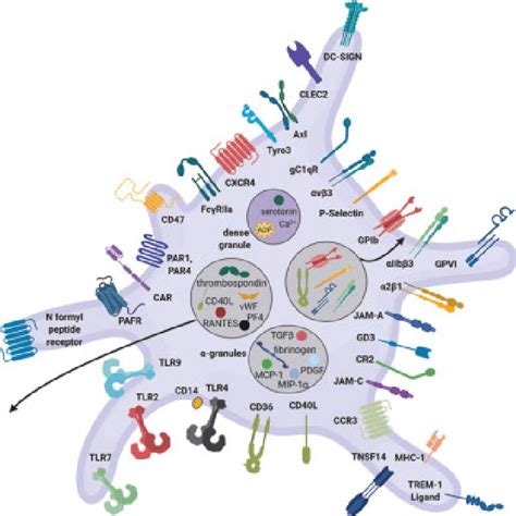 Platelet Structure And Function