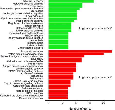 Kegg Classification Of The Degs Between Transcriptomes Of Yy And Xy